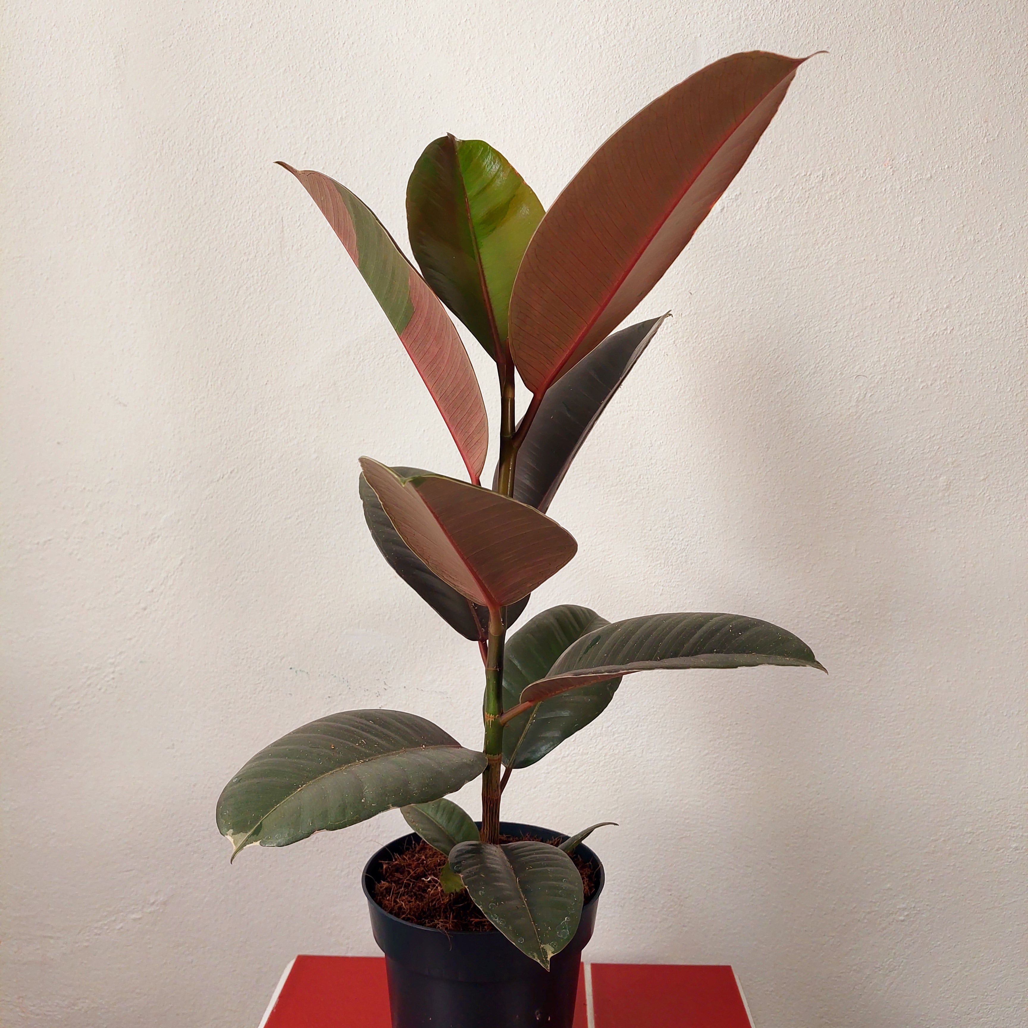 Ficus Pink Camouflage